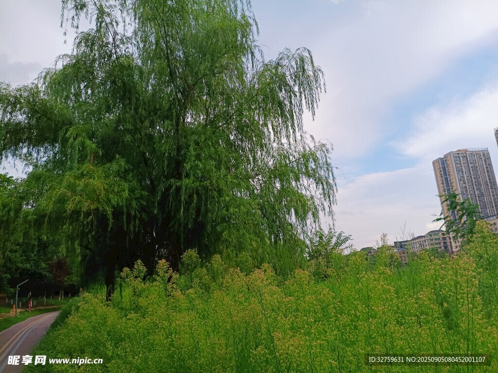 綠意盎然的戶外風(fēng)景