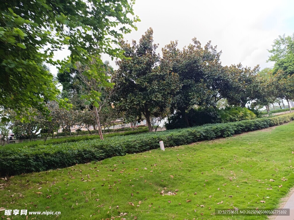 公園綠意盎然的草地景觀