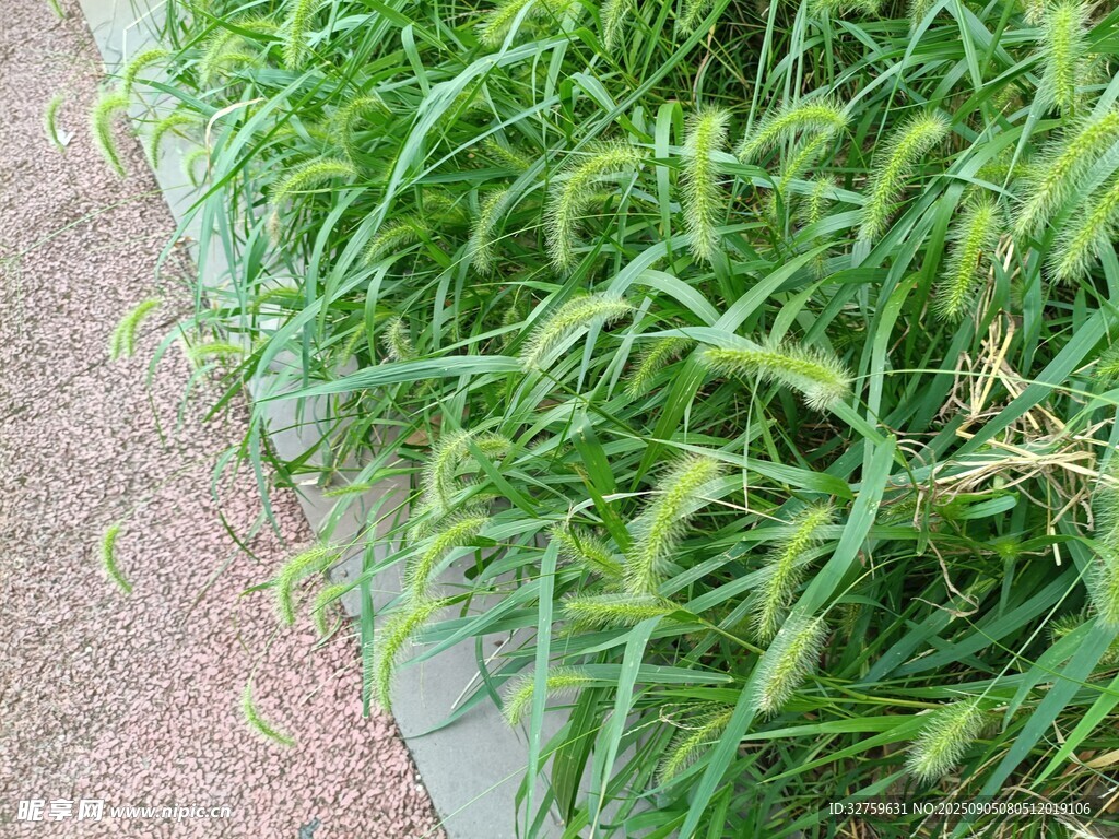 嫩綠麥苗生長在田邊