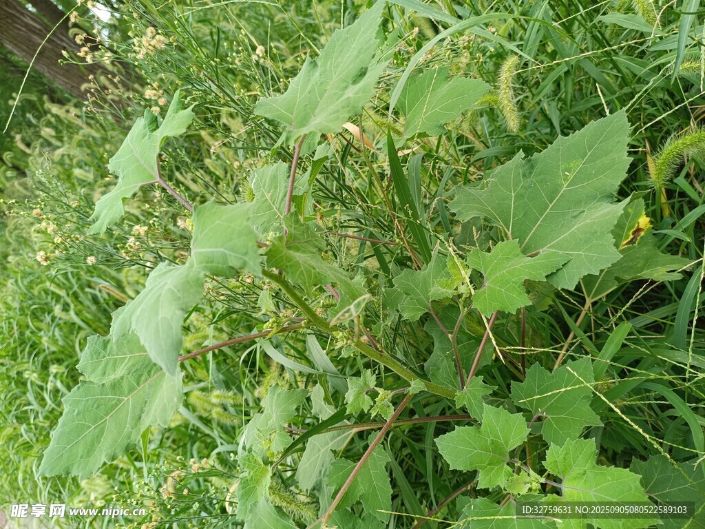 田間繁茂的綠色植物