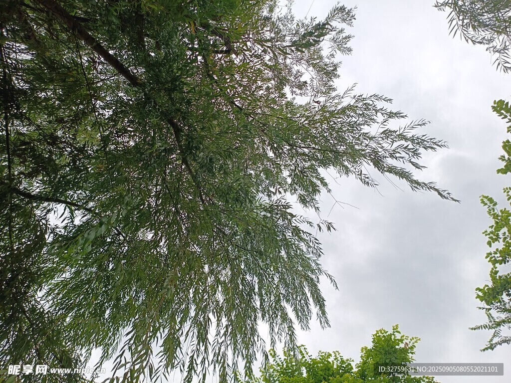 枝葉繁茂的樹木景觀