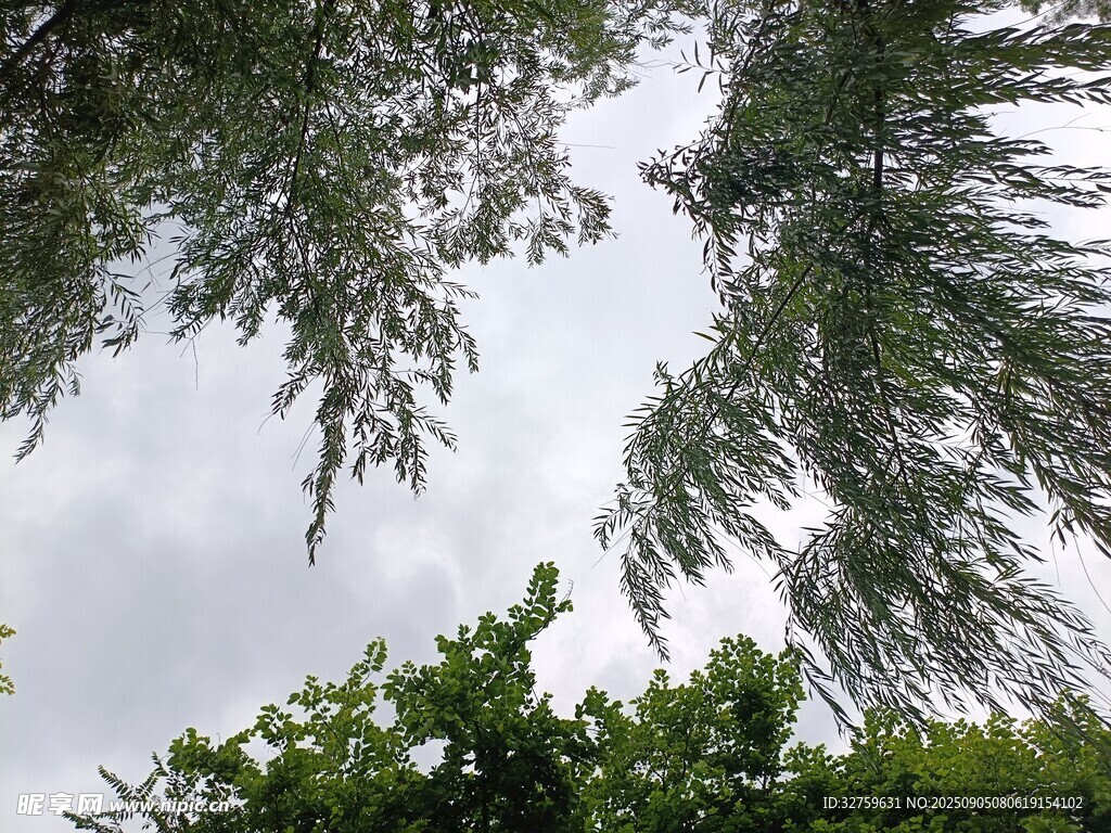 仰視蔥郁樹木枝葉景觀