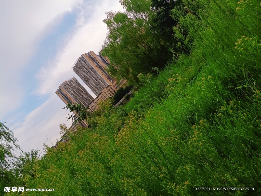 草地旁的高樓景色