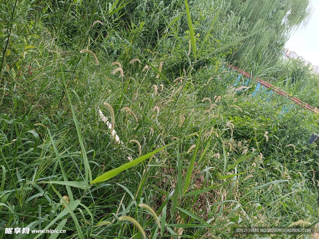 野外繁茂的綠色雜草景觀