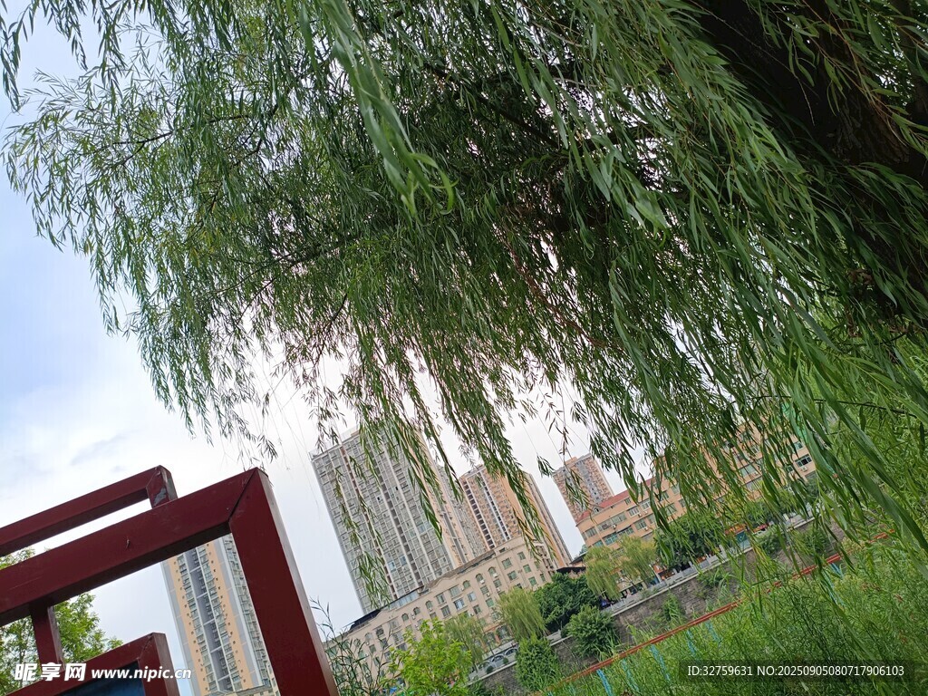庭院垂柳與現(xiàn)代建筑景致