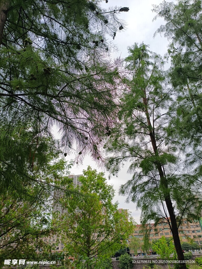 林間景致