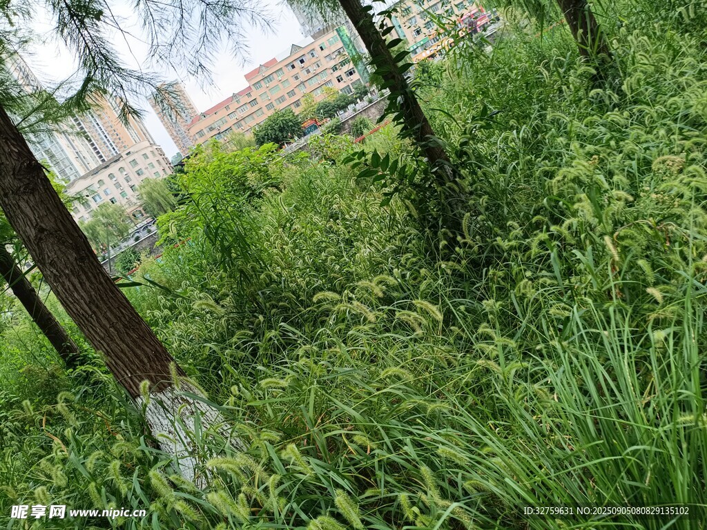 雜草叢生的荒廢場景
