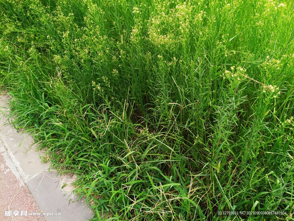 路邊茂盛的綠色野草