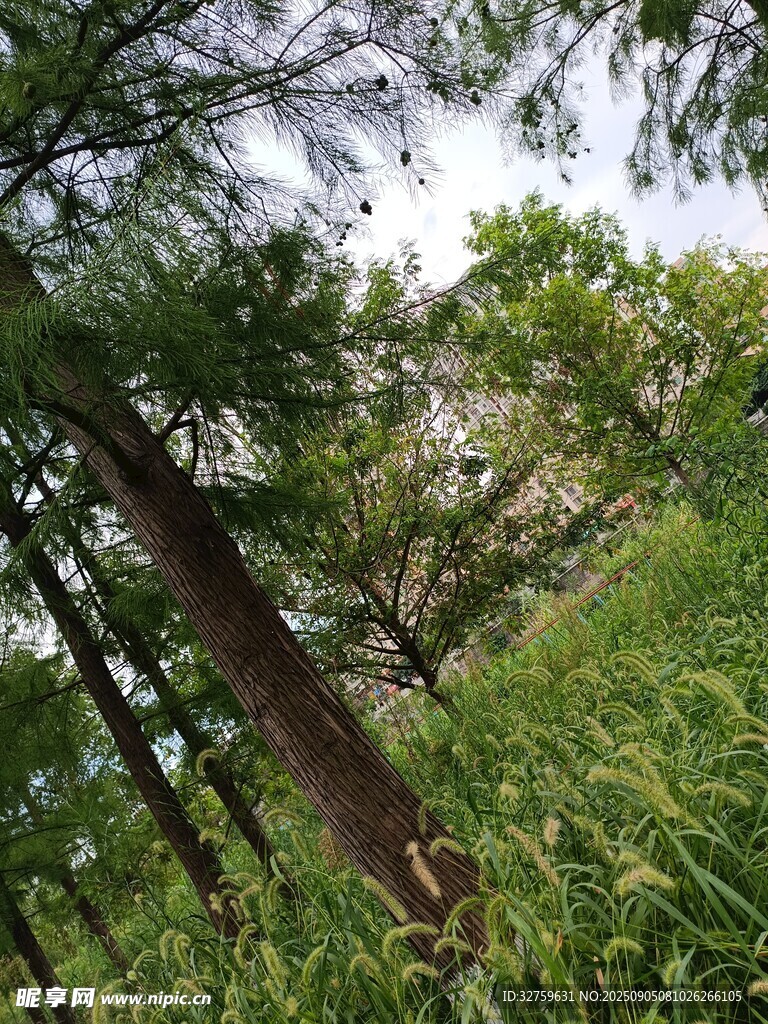 茂密樹林中的蔥郁景象