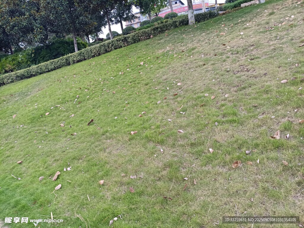 戶外開闊的綠色草地