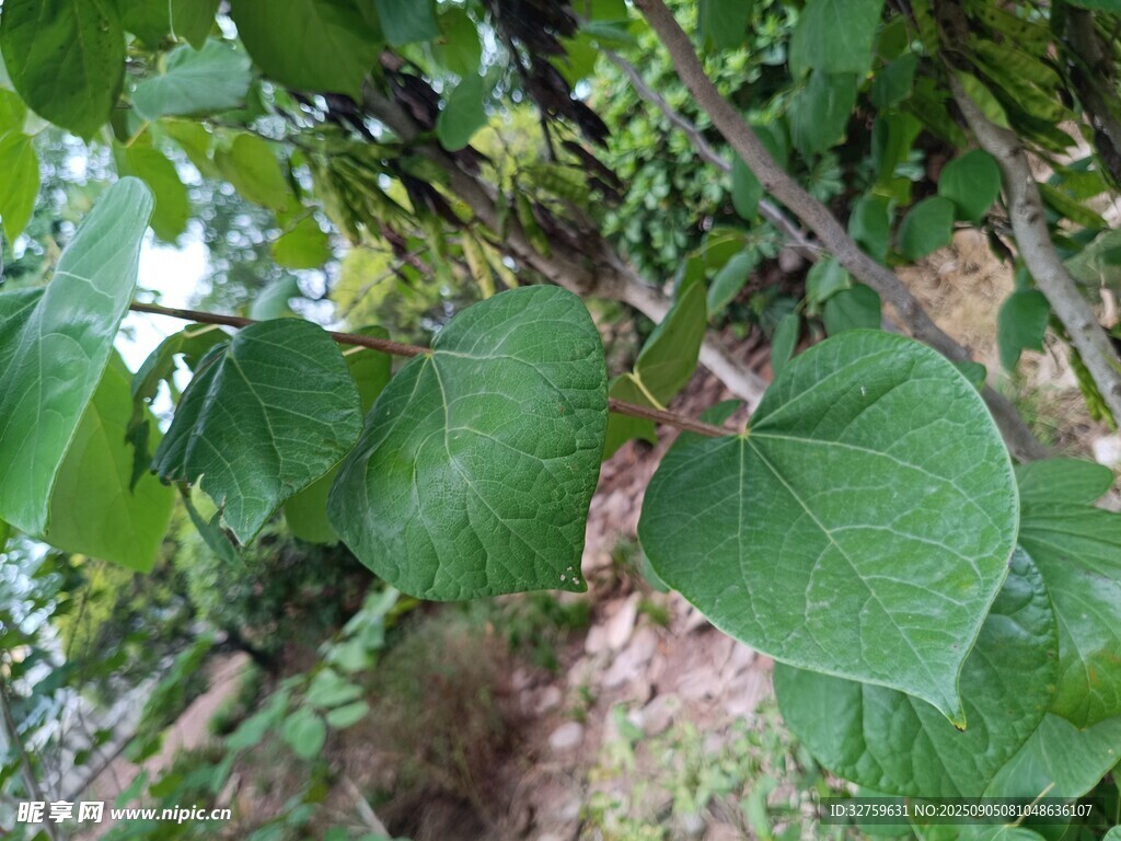 心形綠葉植物特寫