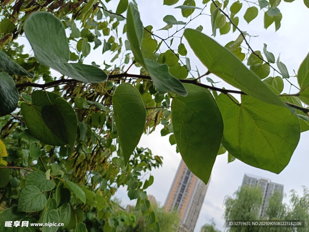綠葉繁茂的樹枝