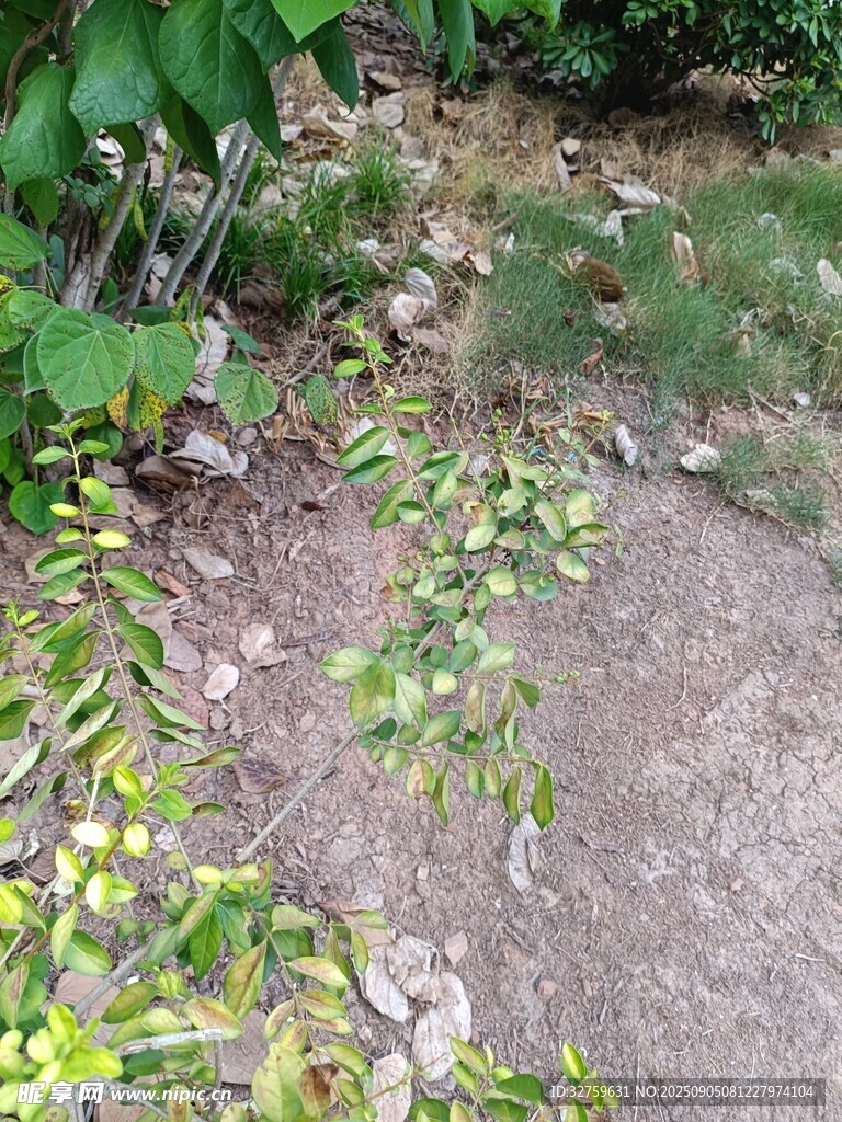 小徑旁的綠植景觀