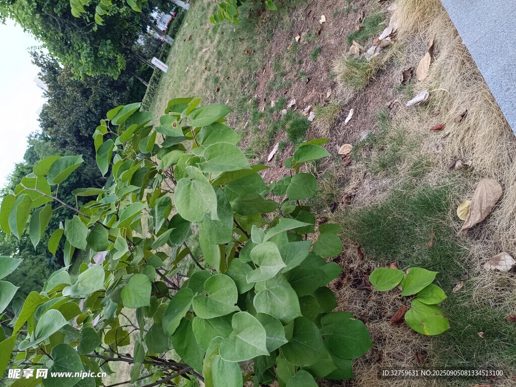 田邊生長(zhǎng)的綠色植物