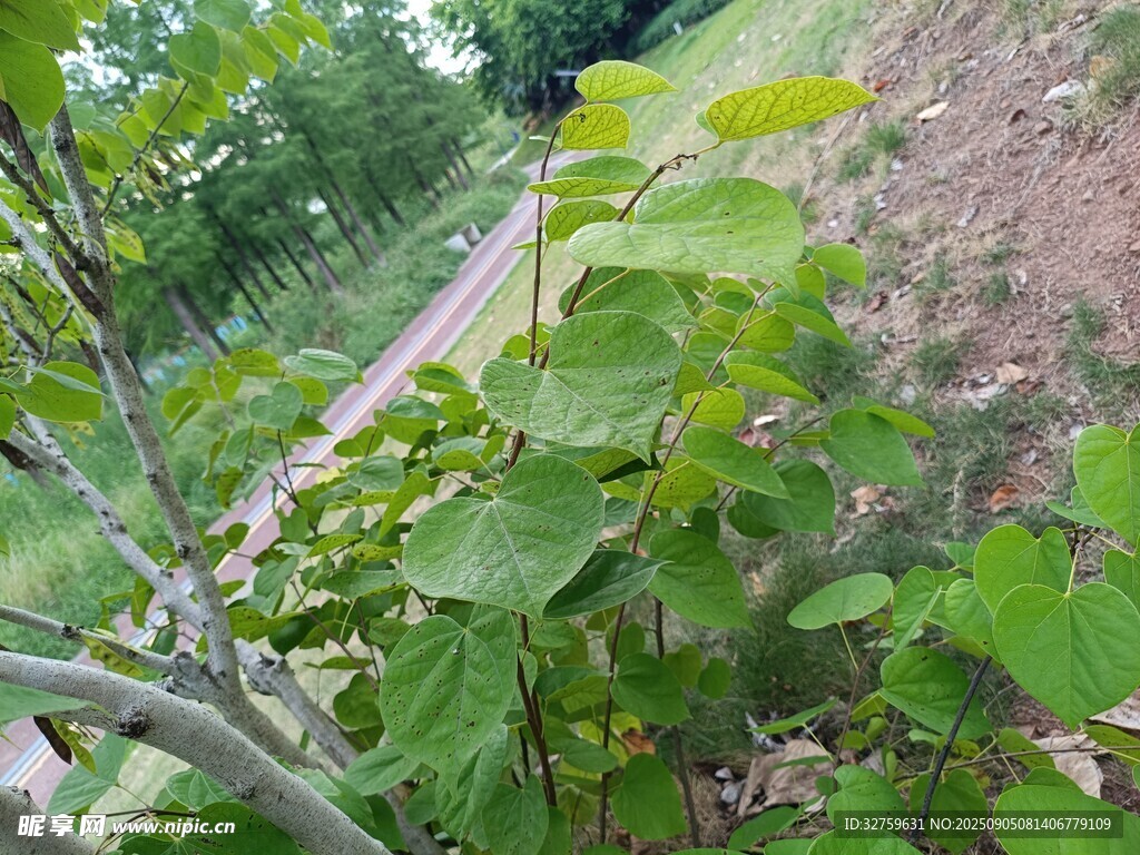 山坡上的綠色植物景觀