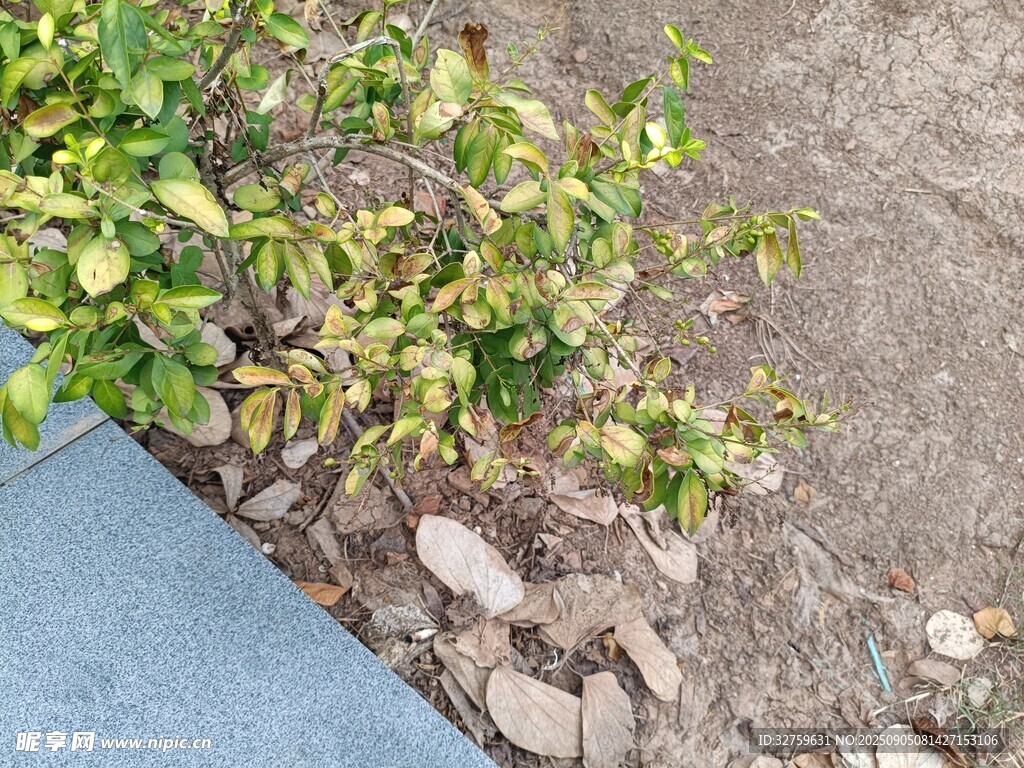 路邊綠植與碎石景觀