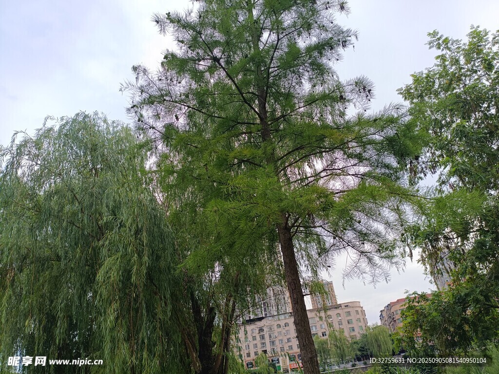 綠樹成蔭的城市景觀