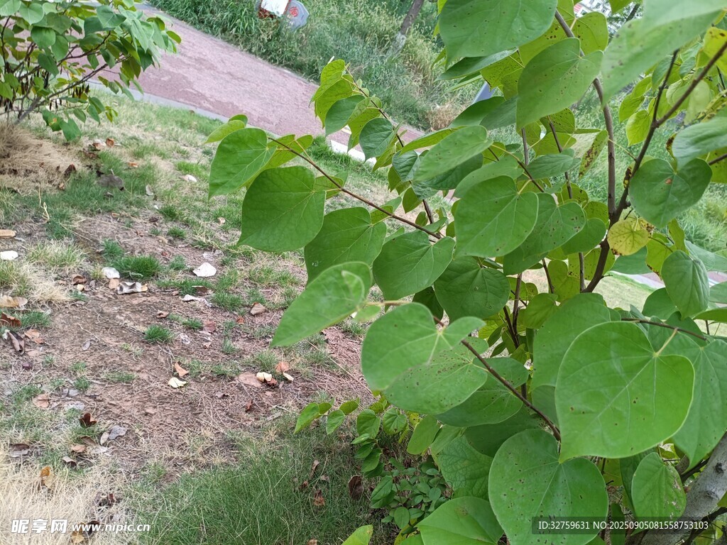 路邊翠綠植物生機(jī)勃勃