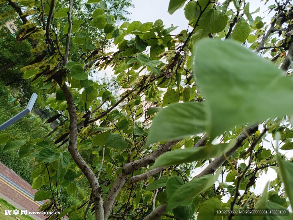 綠葉繁茂的樹枝景象