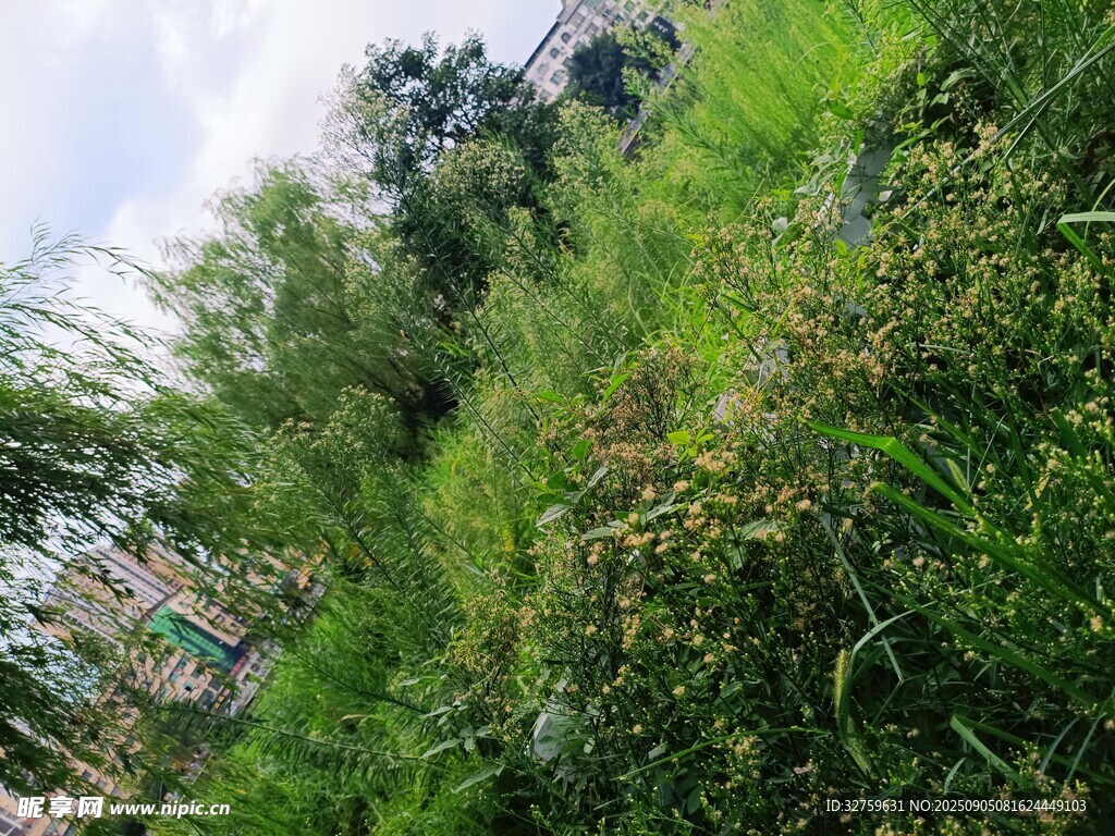 綠意盎然的自然植被景觀