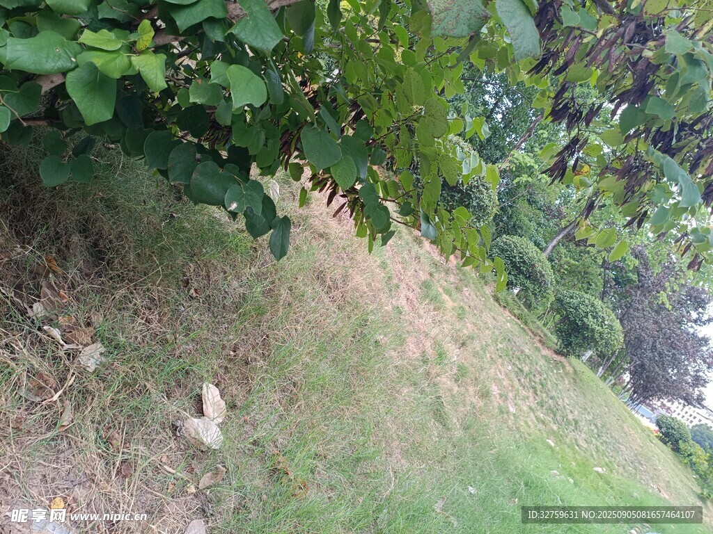 山坡上的綠植與小動(dòng)物
