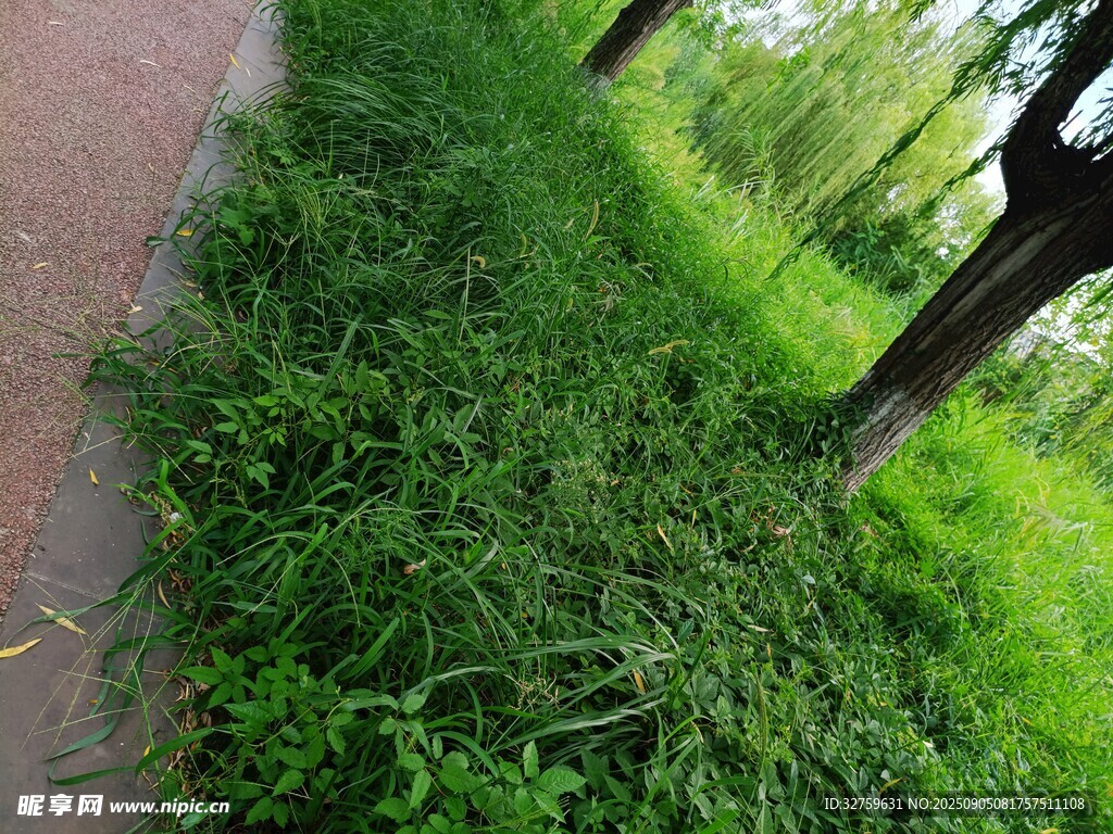 路邊蔥郁草地與樹木