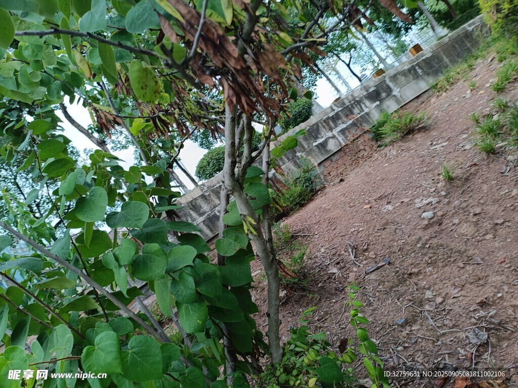 戶外綠植藤蔓生長(zhǎng)景象