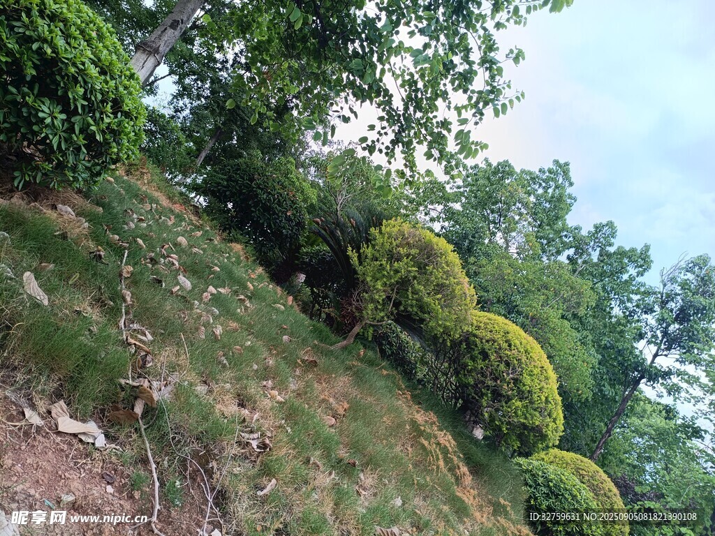 山坡上的造型綠植景觀
