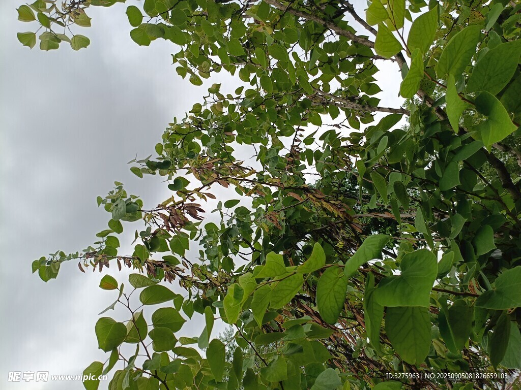 仰視繁茂綠葉與天空