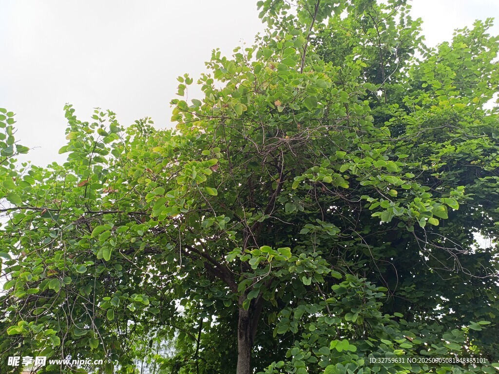 茂盛綠樹展現盎然生機