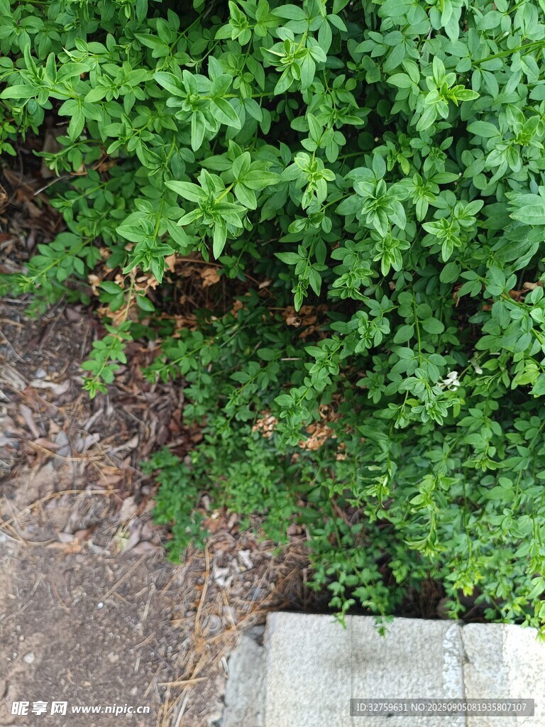 地面旁的翠綠叢生植物
