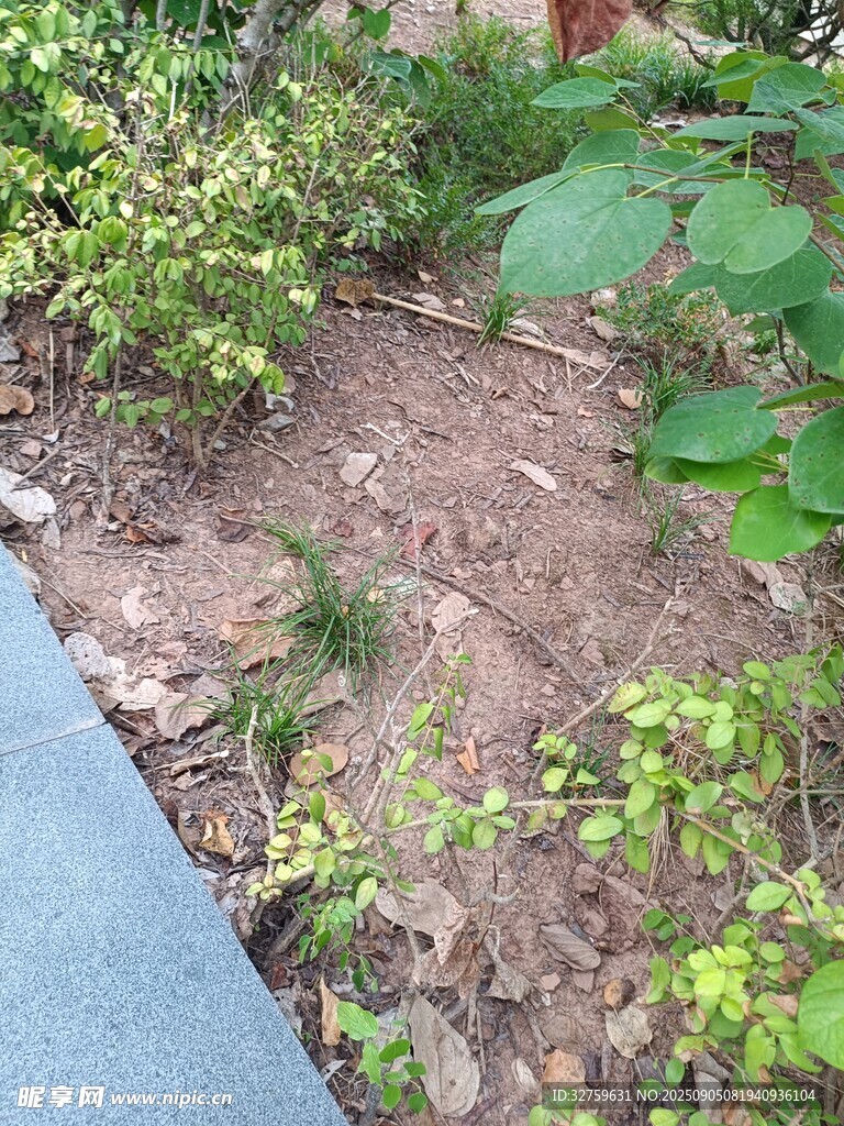 庭院綠植與裸露泥土景觀