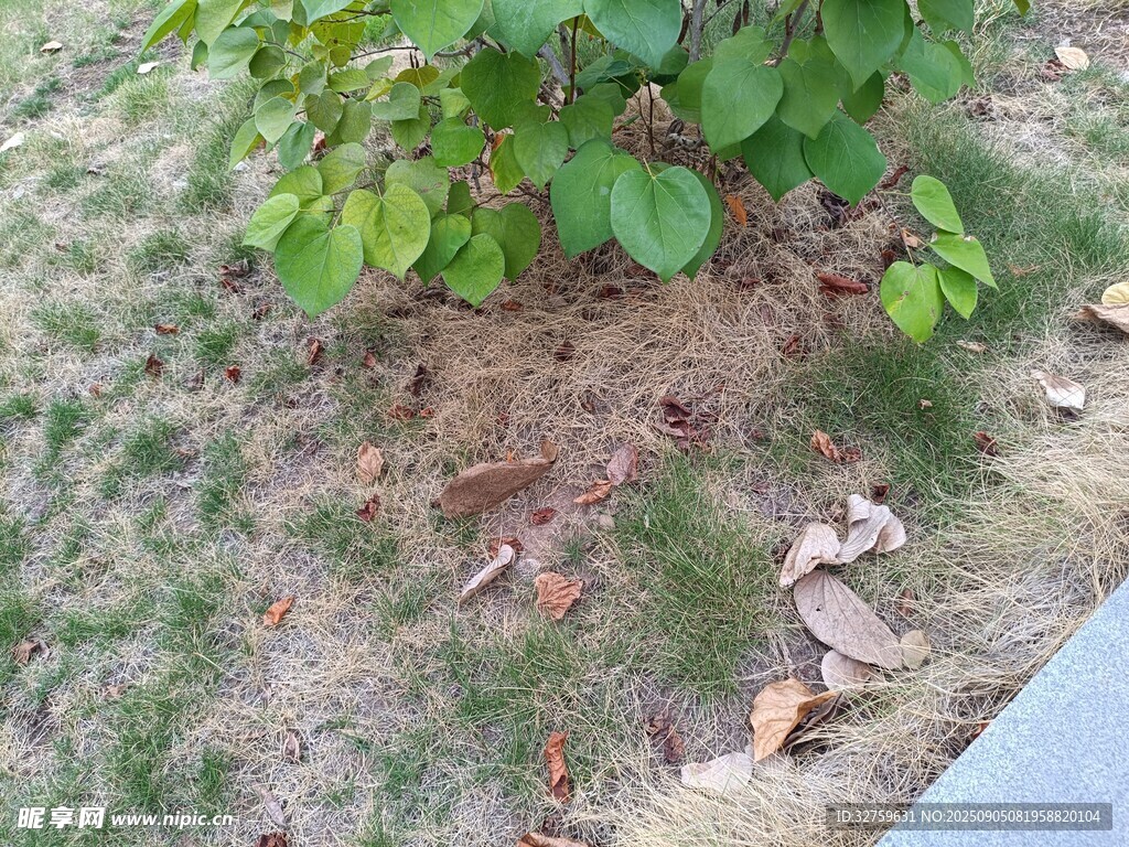綠葉覆草地