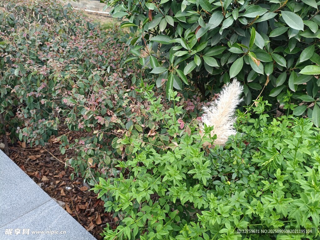路邊綠植中的白色花卉