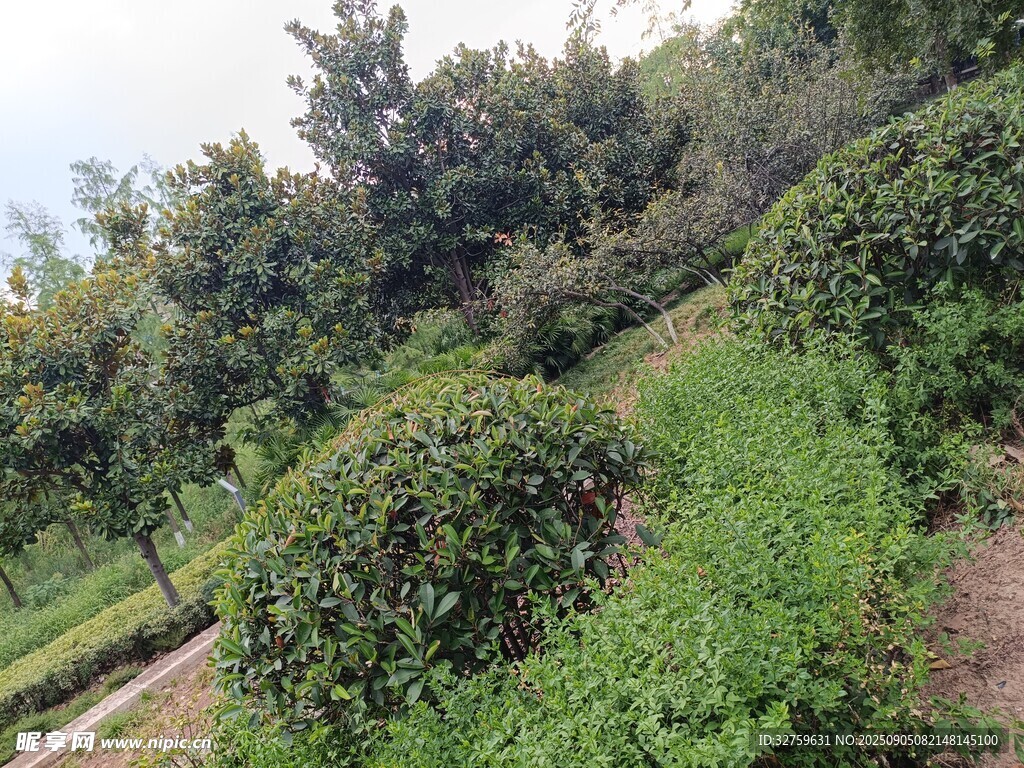 綠意盎然的田園植物景觀