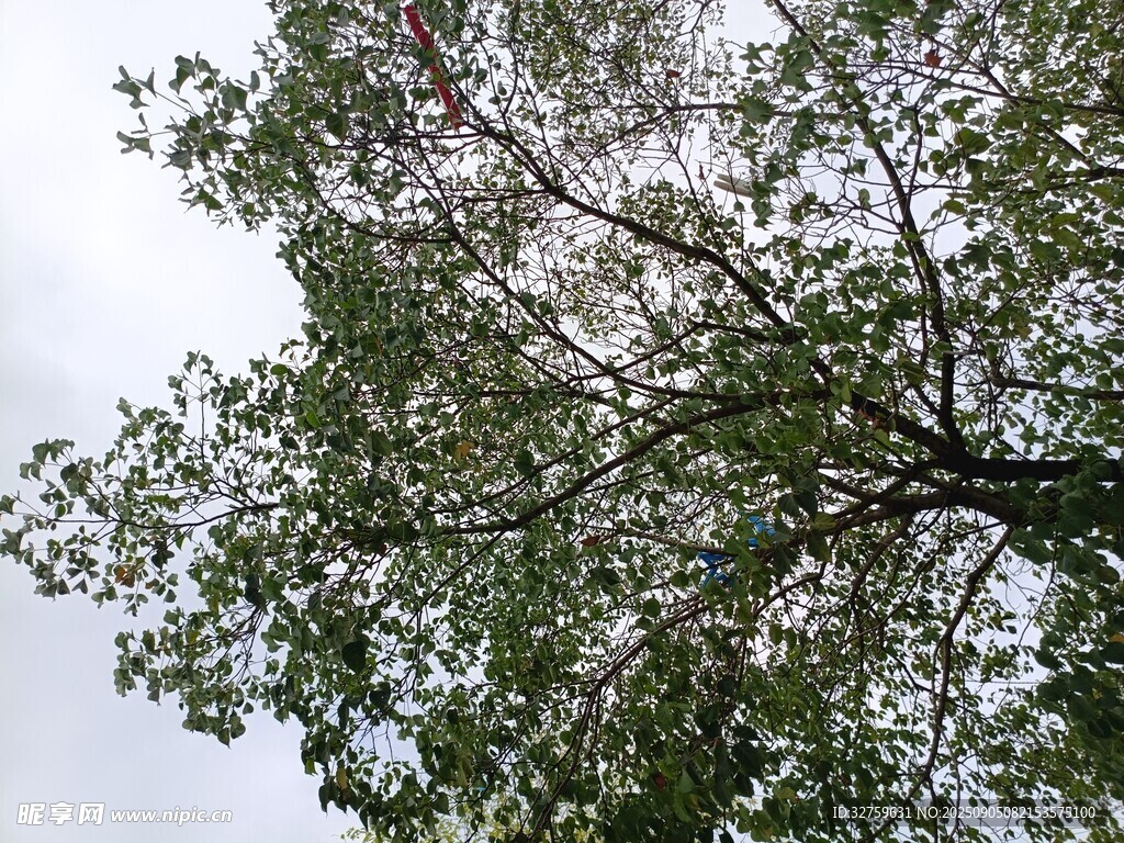 仰視繁茂樹冠