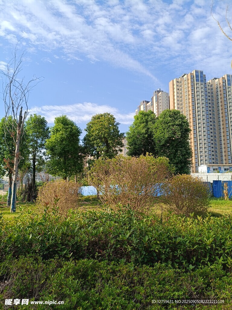 城市綠植與高樓景觀