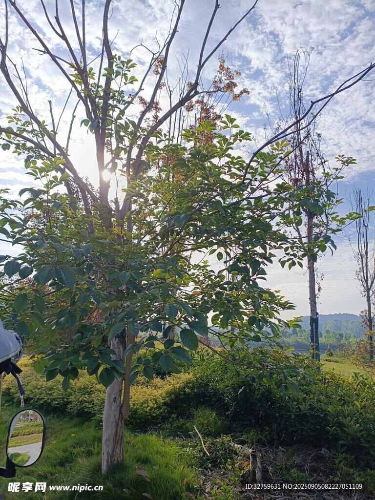 陽光灑落林間的自然美景