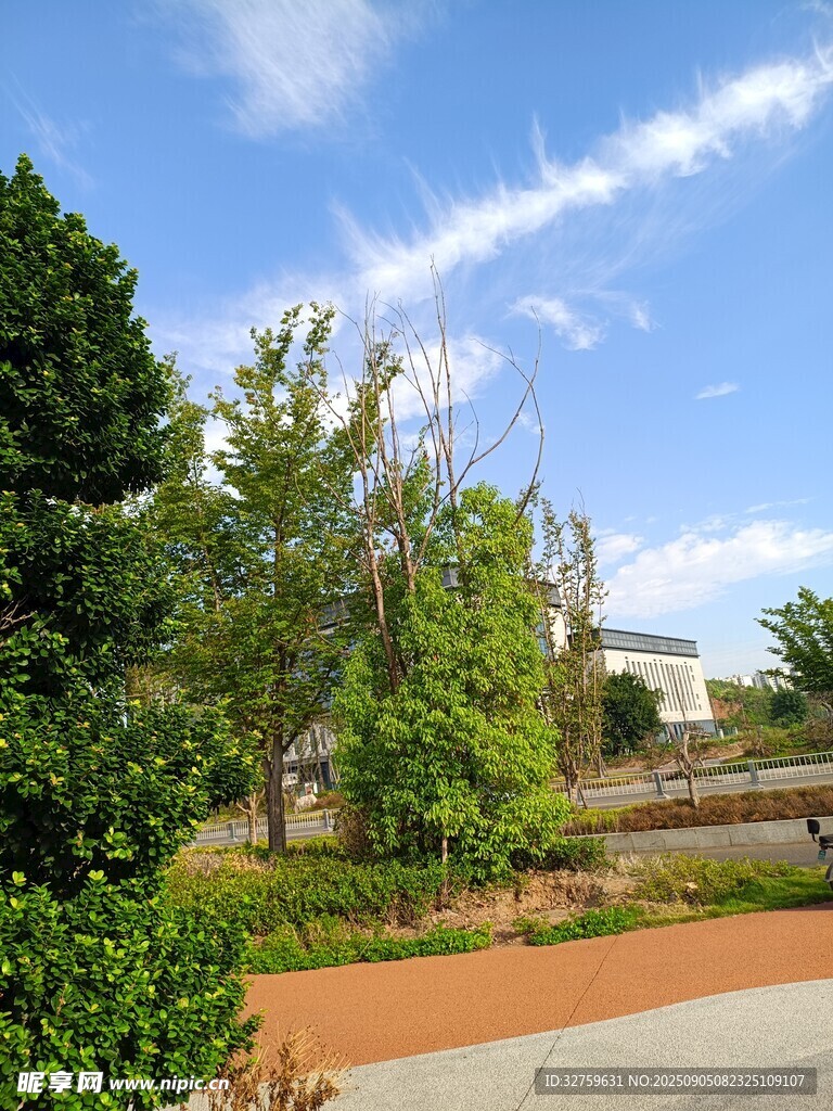 戶外綠樹藍天景觀