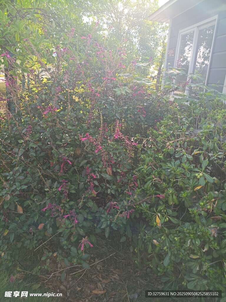 陽光照耀下的繁茂花叢