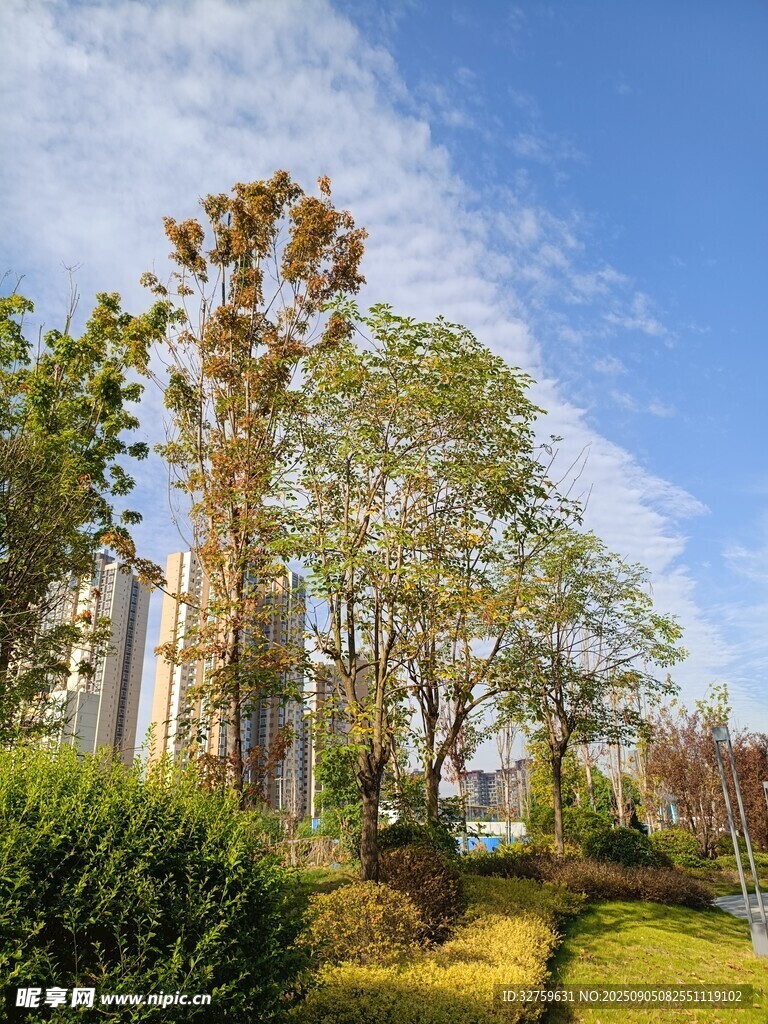 戶外清新自然綠樹風景