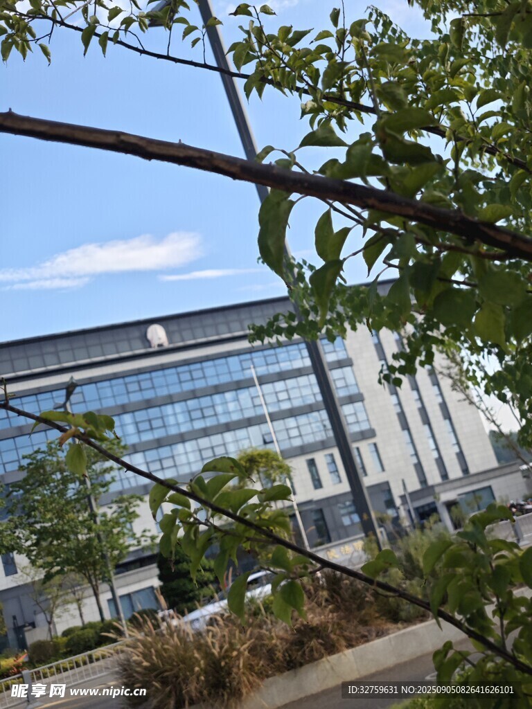 透過枝葉看現(xiàn)代建筑