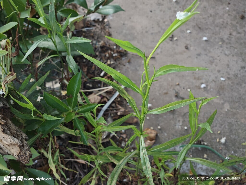野外生長的綠色植物