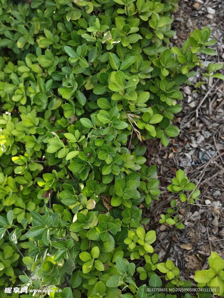 地面上的翠綠植物群落