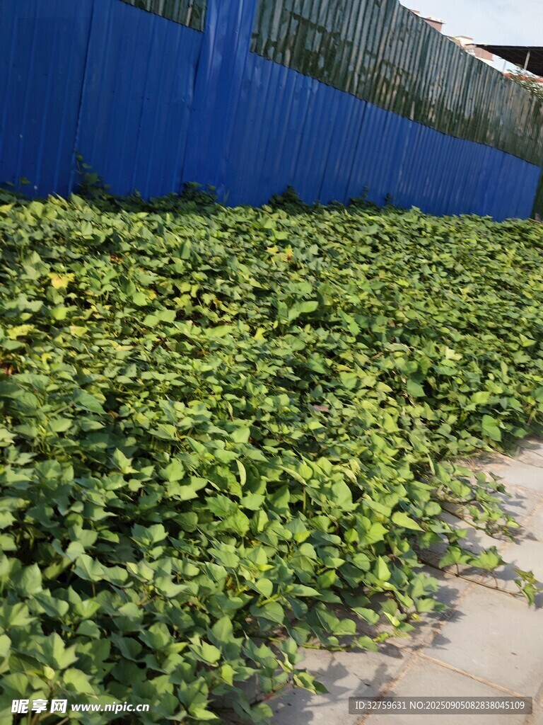 墻邊翠綠繁茂的植物