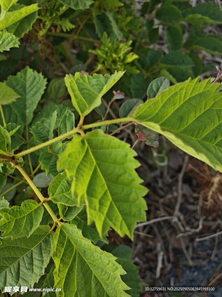 嫩綠葉片特寫