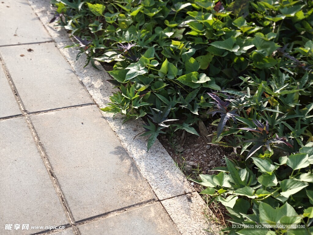 路邊綠植與磚石步道