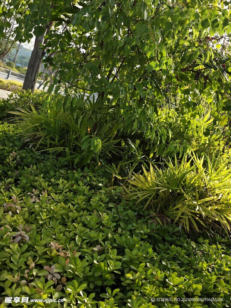 陽光下的蔥郁綠植