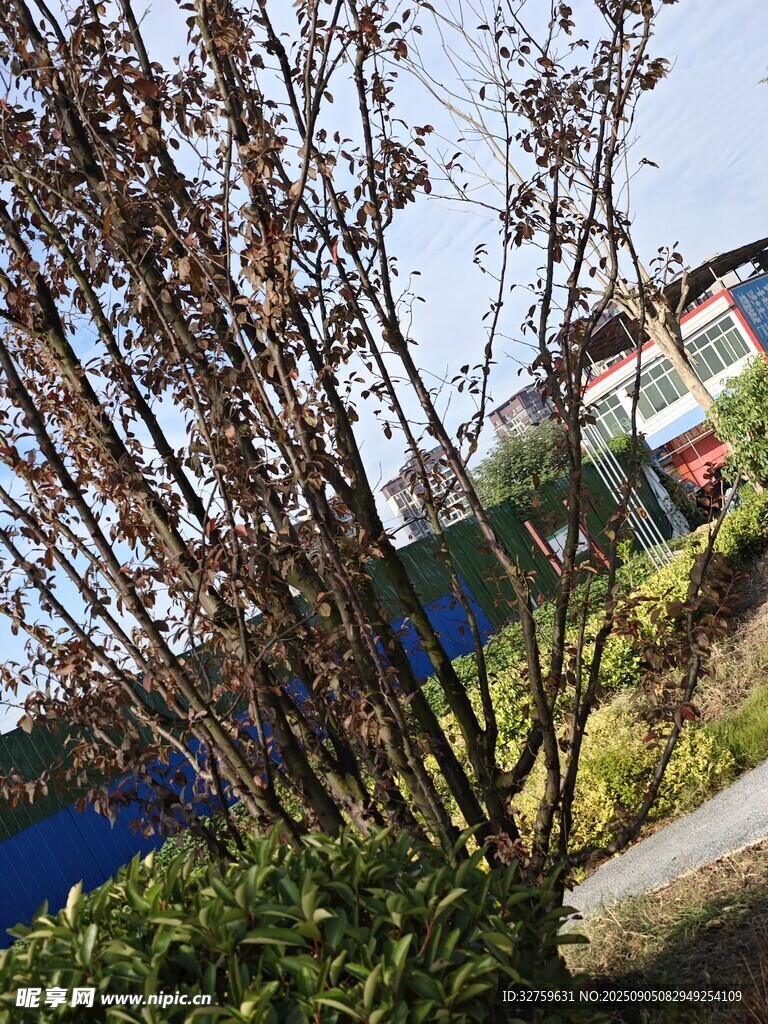 戶外綠植旁的多彩建筑