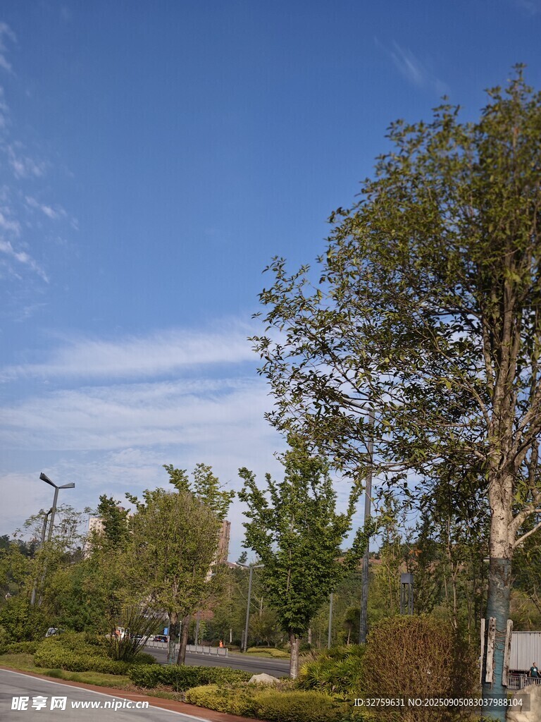 戶外綠樹藍天風景